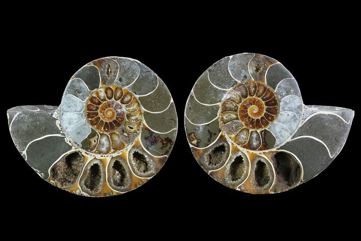 Cut & Polished Ammonite (Anapuzosia?) Pair - Madagascar #88022